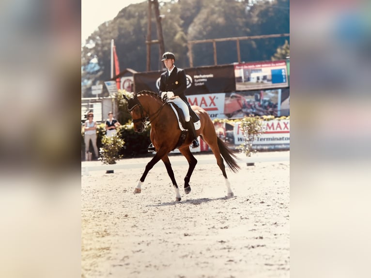 Oldenburger Merrie 14 Jaar 172 cm Bruin in Stegersbach