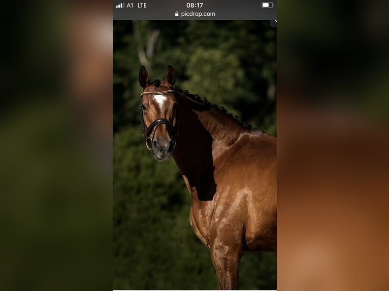 Oldenburger Merrie 14 Jaar 172 cm Bruin in Stegersbach