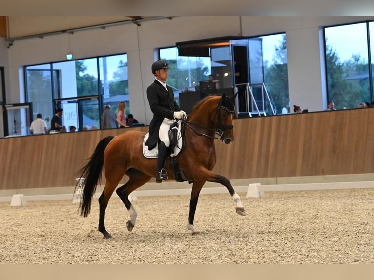 Oldenburger Merrie 14 Jaar 172 cm Bruin in Stegersbach