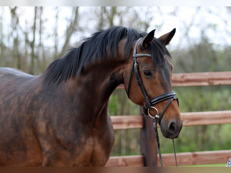 Oldenburger Merrie 14 Jaar 172 cm Donkerbruin in Blunk