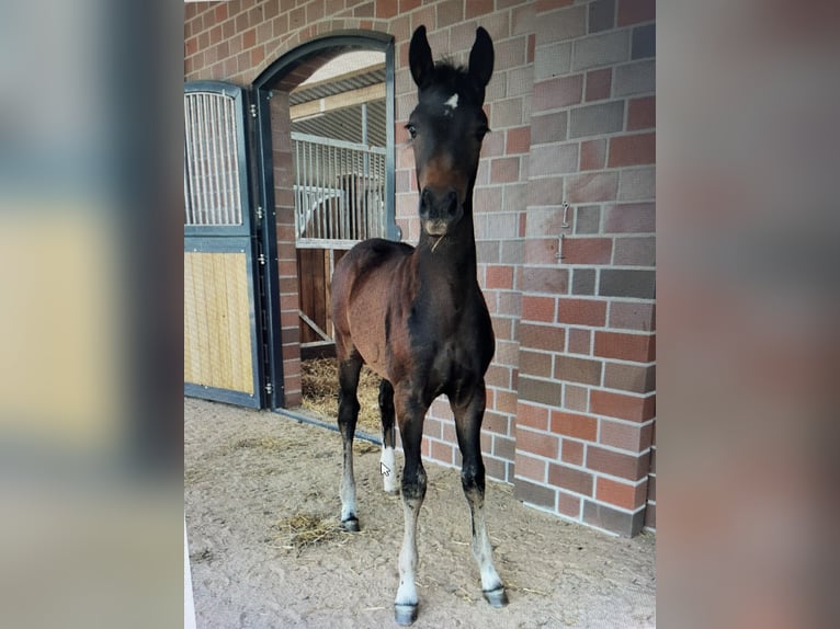 Oldenburger Merrie 14 Jaar 173 cm Donkerbruin in Blunk