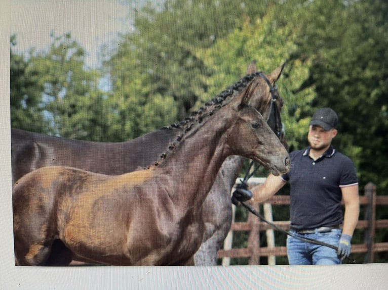Oldenburger Merrie 14 Jaar 173 cm Donkerbruin in Blunk