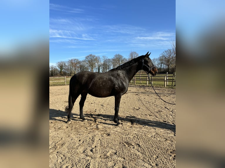 Oldenburger Merrie 14 Jaar 173 cm Donkerbruin in Blunk