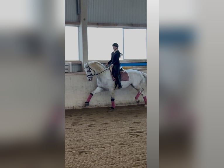 Oldenburger Mix Merrie 14 Jaar 179 cm Schimmel in Wien, Leopoldstadt