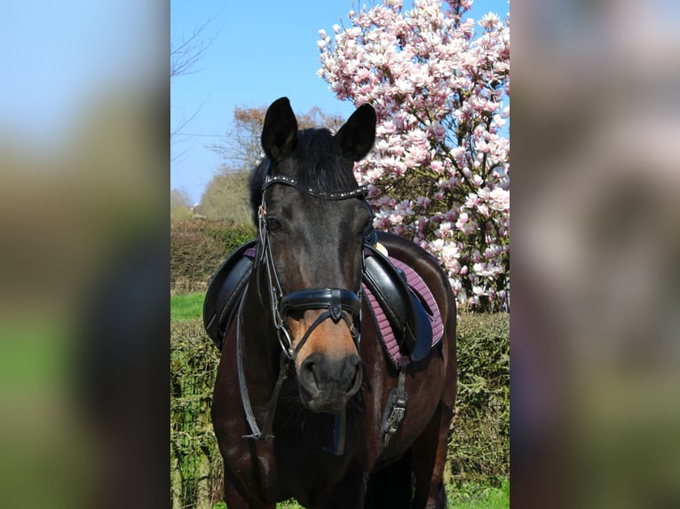 Oldenburger Merrie 14 Jaar 180 cm Zwartbruin in Leverkusen