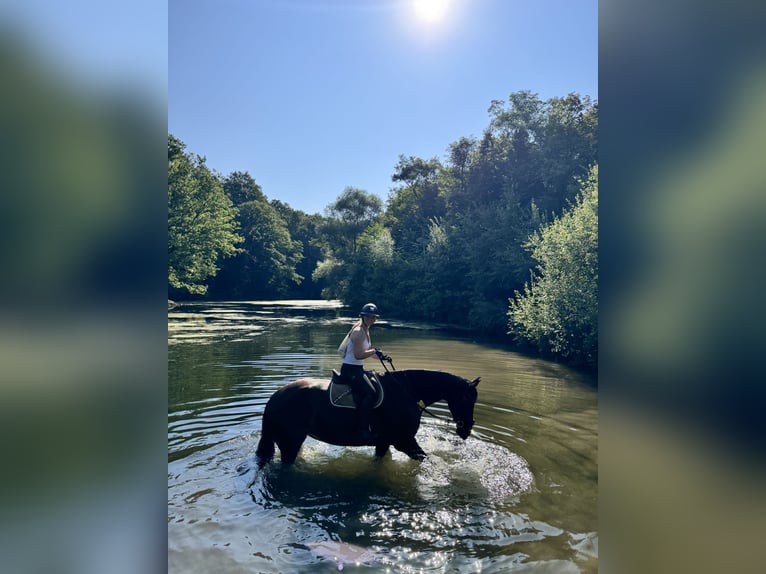 Oldenburger Merrie 14 Jaar 180 cm Zwartbruin in Leverkusen