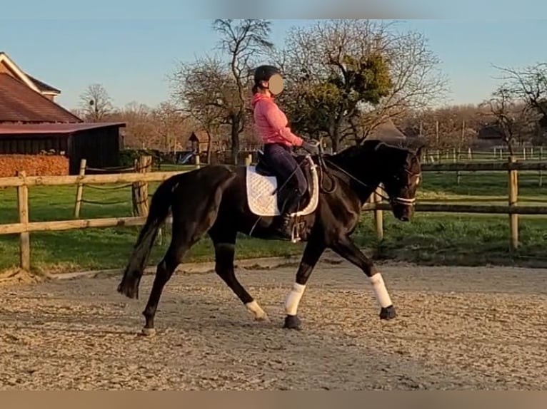 Oldenburger Merrie 15 Jaar 162 cm Zwartbruin in Ennigerloh