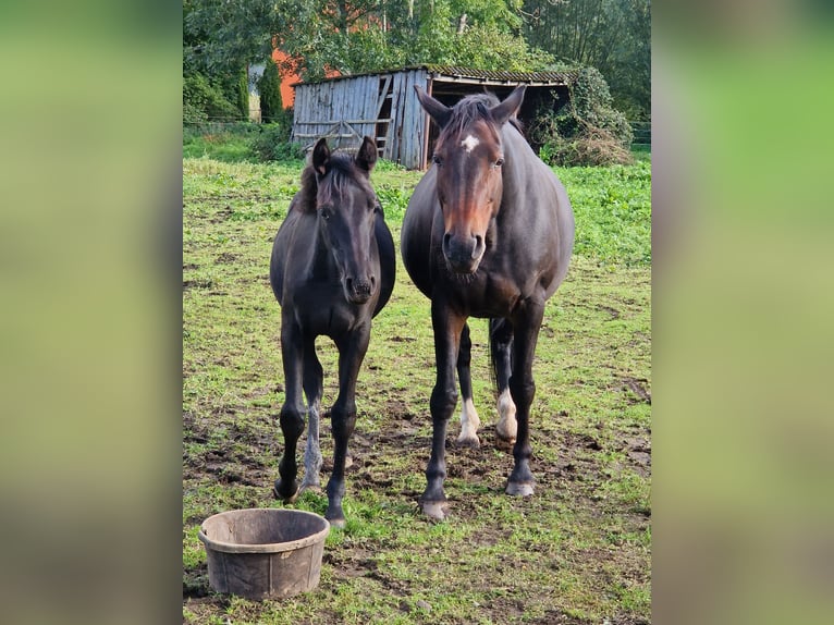 Oldenburger Merrie 15 Jaar 163 cm Donkerbruin in Hagenburg