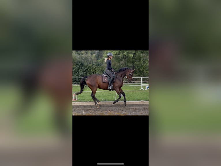 Oldenburger Merrie 15 Jaar 164 cm Bruin in Sankt Peter am Kammersberg