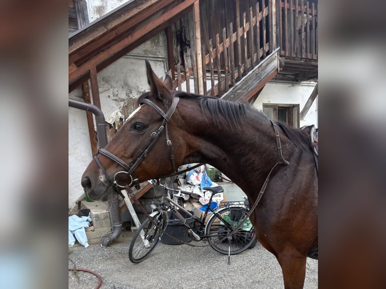 Oldenburger Merrie 15 Jaar 164 cm Bruin in Sankt Peter am Kammersberg