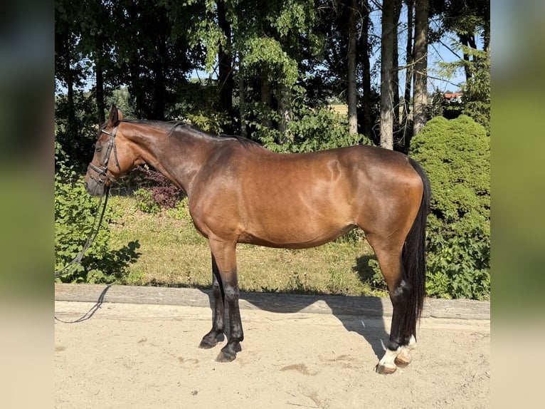 Oldenburger Merrie 15 Jaar 164 cm Bruin in Pelmberg