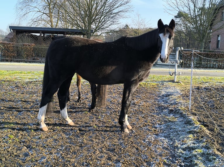 Oldenburger Merrie 15 Jaar 164 cm Zwart in Rehden