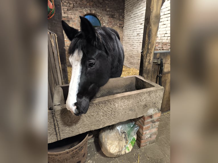 Oldenburger Merrie 15 Jaar 164 cm Zwart in Rehden