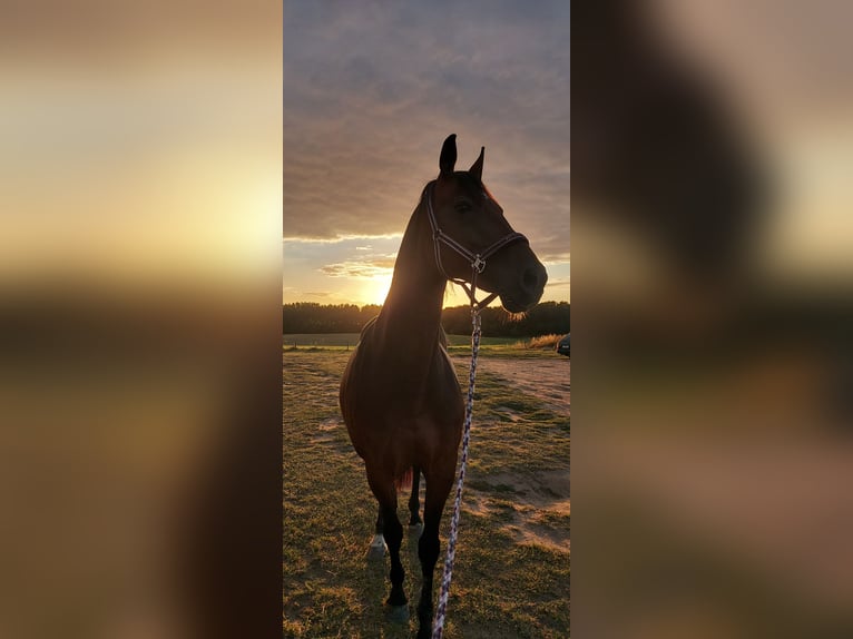 Oldenburger Merrie 15 Jaar 165 cm Bruin in Warin
