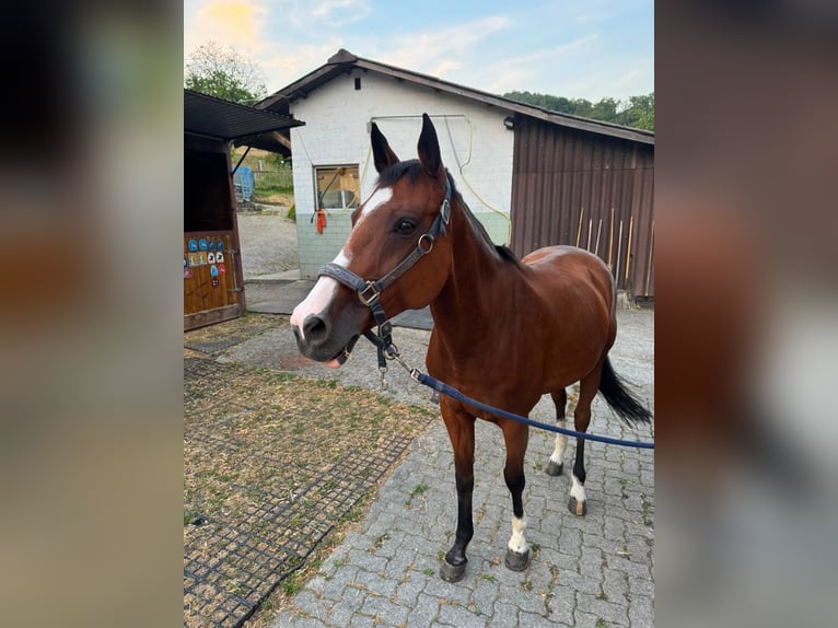 Oldenburger Merrie 15 Jaar 165 cm Bruin in Sissach