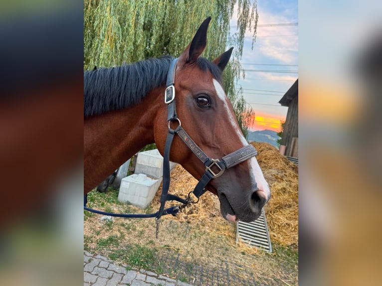 Oldenburger Merrie 15 Jaar 165 cm Bruin in Sissach