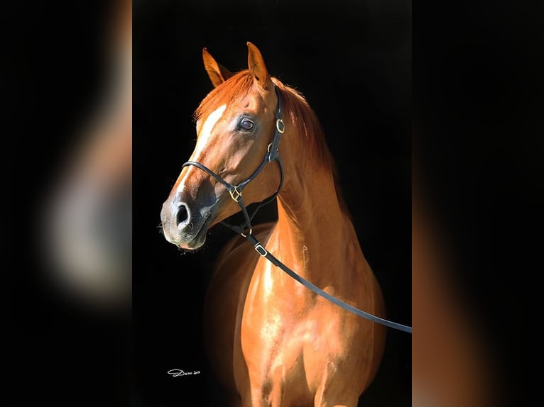 Oldenburger Merrie 15 Jaar 165 cm Vos in Steinerkirchen an der Traun