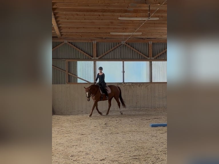 Oldenburger Merrie 15 Jaar 165 cm Vos in Steinerkirchen an der Traun