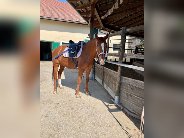 Oldenburger Merrie 15 Jaar 165 cm Vos in Steinerkirchen an der Traun