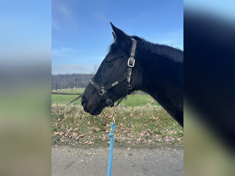 Oldenburger Merrie 15 Jaar 165 cm Zwartbruin in Boppard