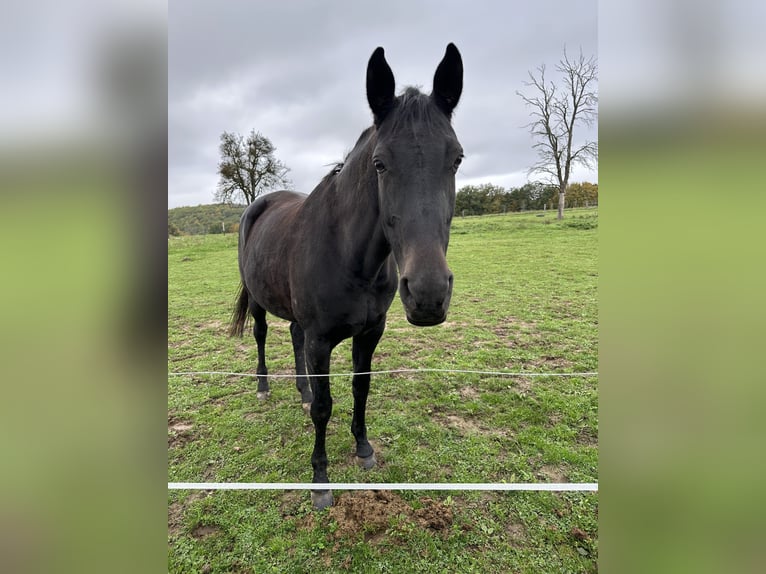 Oldenburger Merrie 15 Jaar 165 cm Zwartbruin in Boppard