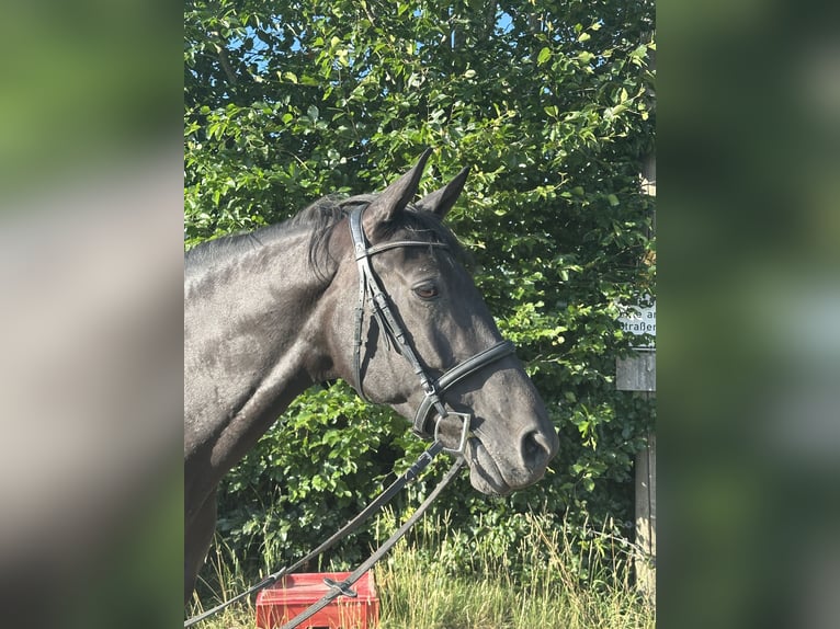 Oldenburger Merrie 15 Jaar 165 cm Zwartbruin in Boppard