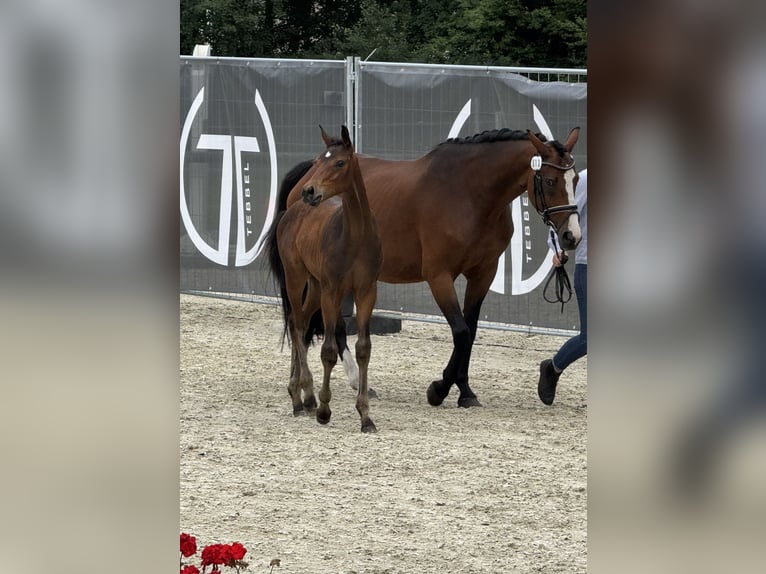 Oldenburger Merrie 15 Jaar 166 cm Bruin in Lingen