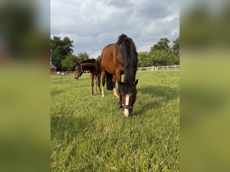 Oldenburger Merrie 15 Jaar 166 cm Bruin in Lingen