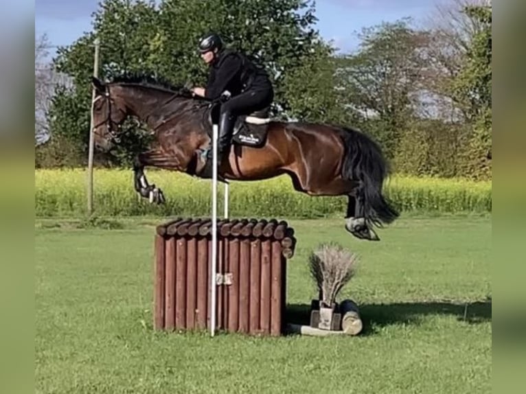 Oldenburger Merrie 15 Jaar 166 cm Donkerbruin in Ostbevern