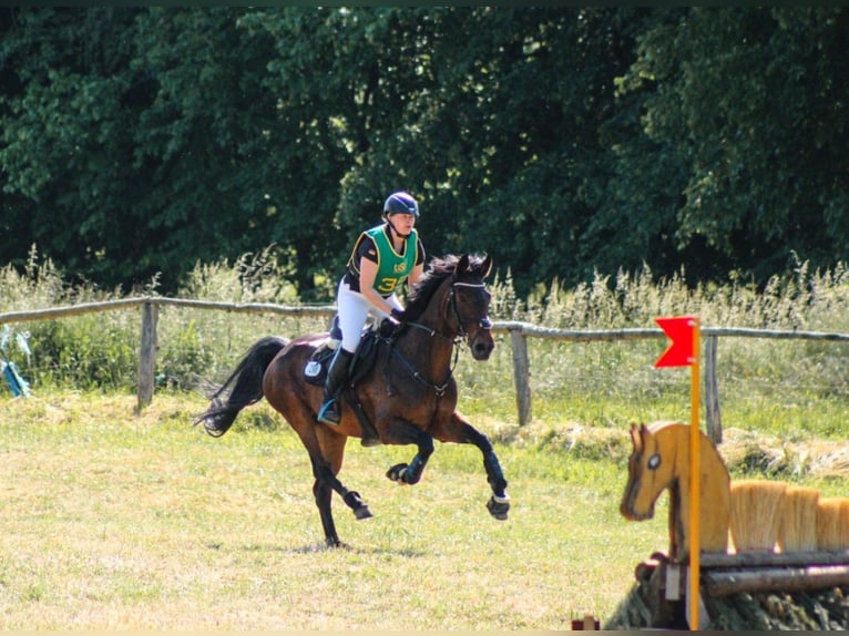 Oldenburger Merrie 15 Jaar 166 cm Donkerbruin in Ostbevern