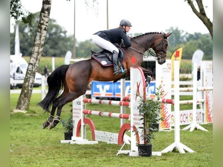 Oldenburger Merrie 15 Jaar 166 cm Donkerbruin in Ostbevern