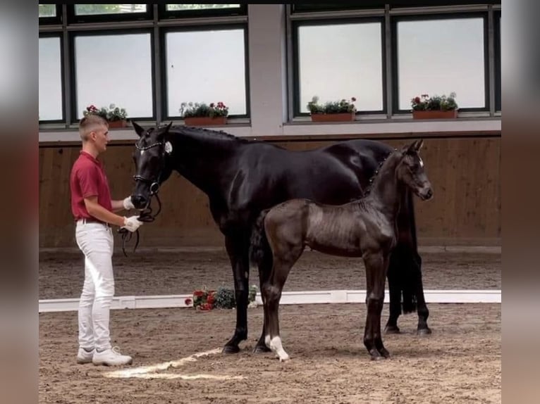 Oldenburger Merrie 15 Jaar 166 cm Donkerbruin in Laar