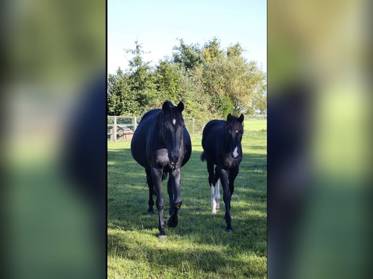 Oldenburger Merrie 15 Jaar 166 cm Donkerbruin in Laar