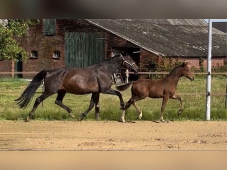 Oldenburger Merrie 15 Jaar 166 cm Zwartbruin in Großefehn Bagband