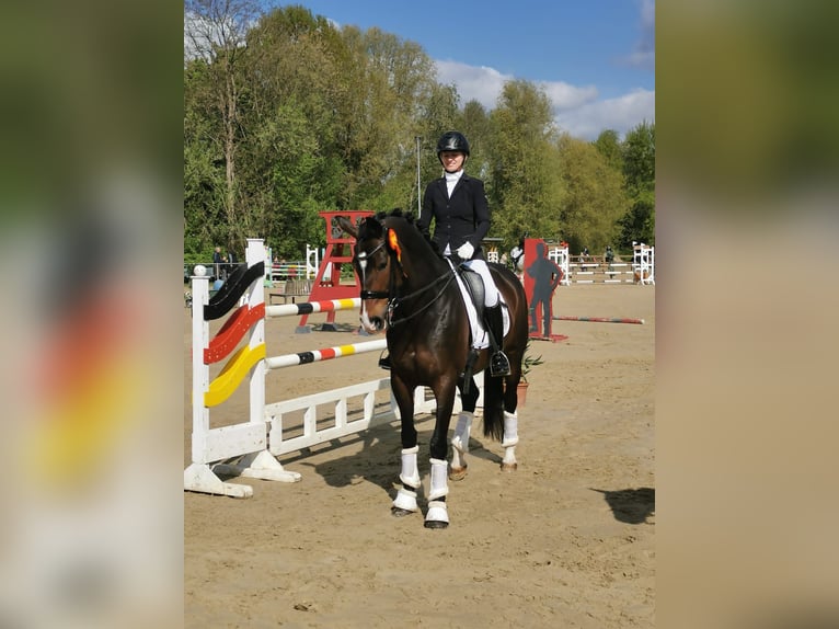 Oldenburger Merrie 15 Jaar 167 cm Donkerbruin in Hamm