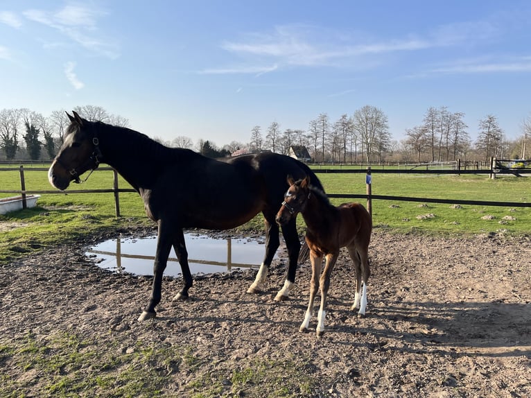 Oldenburger Merrie 15 Jaar 167 cm Donkerbruin in Hamm