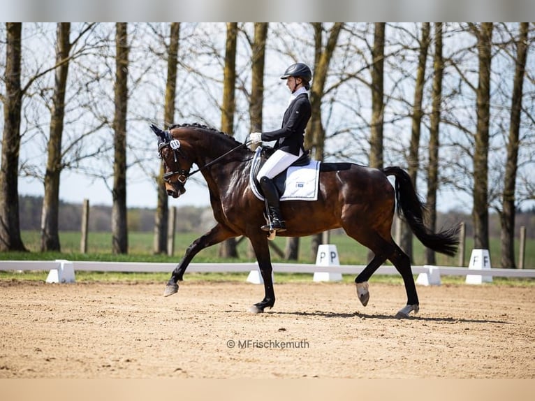 Oldenburger Merrie 15 Jaar 168 cm Donkerbruin in Hannover