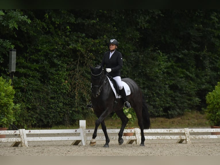 Oldenburger Merrie 15 Jaar 168 cm Zwart in Hanstedt