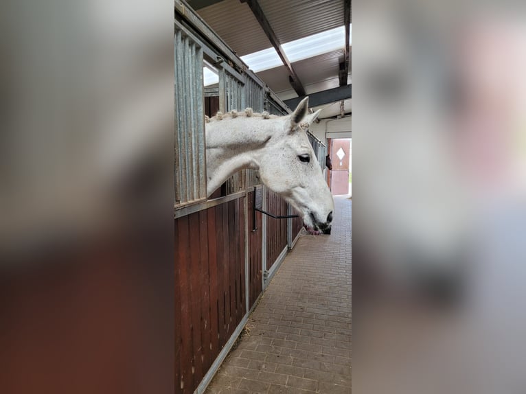 Oldenburger Merrie 15 Jaar 169 cm Vliegenschimmel in Hesel