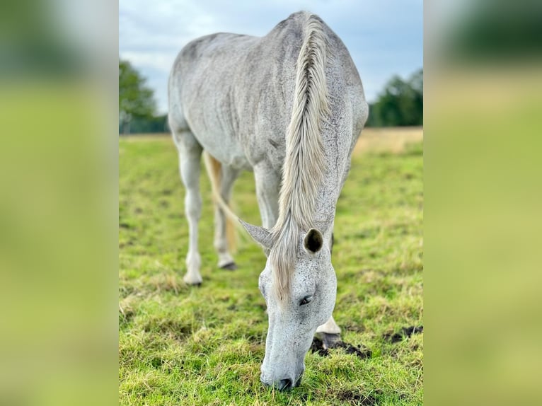 Oldenburger Merrie 15 Jaar 169 cm Vliegenschimmel in Hesel