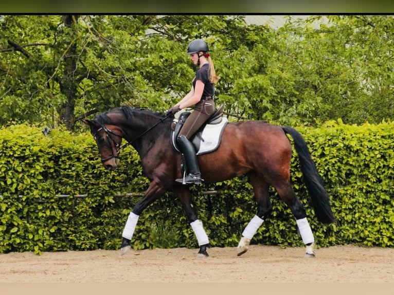 Oldenburger Merrie 15 Jaar 170 cm Bruin in Stadecken-Elsheim