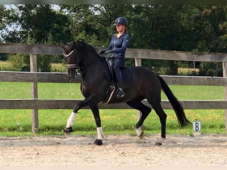 Oldenburger Merrie 15 Jaar 170 cm in Hemrik