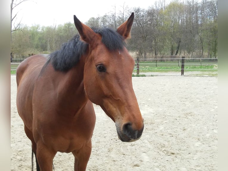 Oldenburger Merrie 15 Jaar 172 cm Bruin in Nettetal