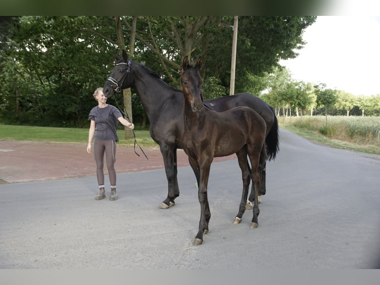 Oldenburger Merrie 15 Jaar 172 cm Zwart in Lastrup