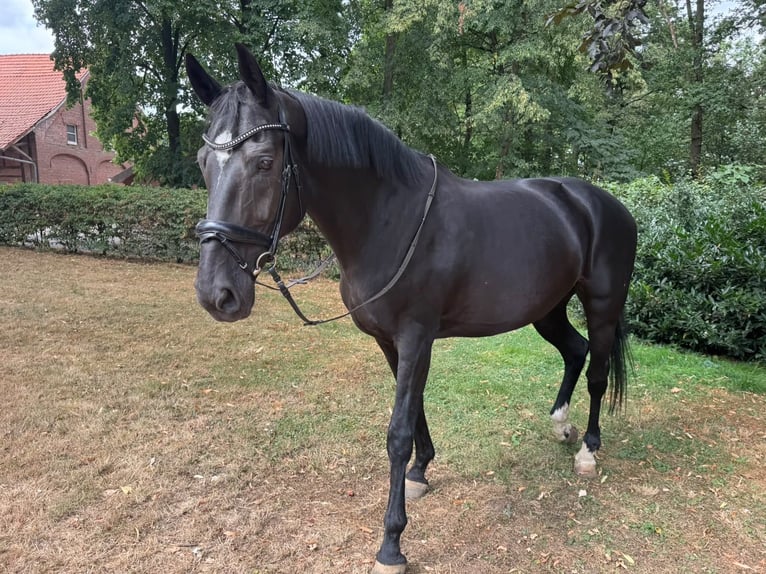 Oldenburger Merrie 15 Jaar 178 cm Zwart in Reken
