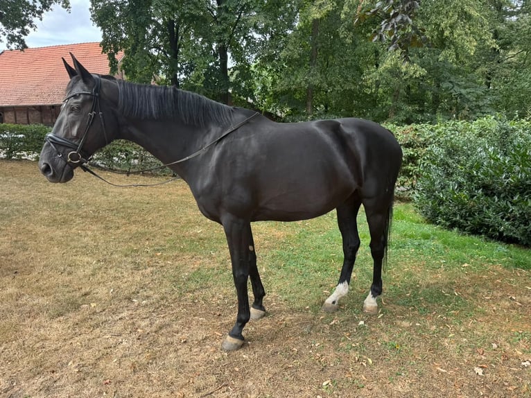 Oldenburger Merrie 15 Jaar 178 cm Zwart in Reken