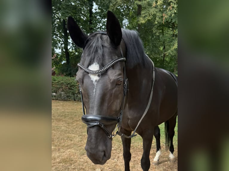Oldenburger Merrie 15 Jaar 178 cm Zwart in Reken