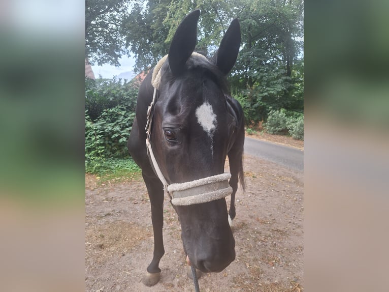 Oldenburger Merrie 15 Jaar 178 cm Zwart in Reken