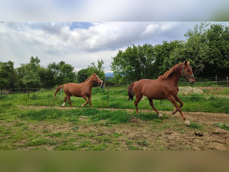Oldenburger Merrie 16 Jaar 165 cm Donkere-vos in Dechantskirchen