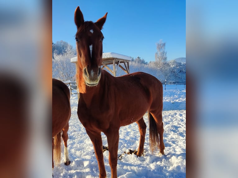 Oldenburger Merrie 16 Jaar 165 cm Donkere-vos in Dechantskirchen